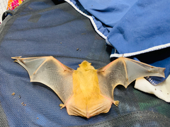 Lasiurus intermedius