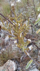 Image of Tetradenia fruticosa