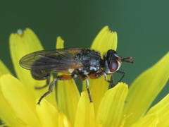 Thecophora fulvipes