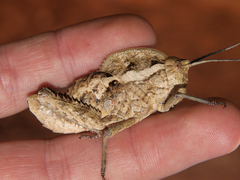 Cultrinotus luanensis