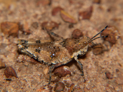 Chrotogonus hemipterus