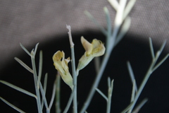 Calobota linearifolia image