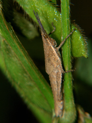 Pyrgomorpha granulata