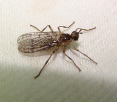 Boreothrinax maculipennis