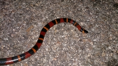Lampropeltis abnorma