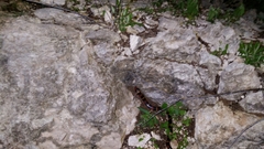 Lampropeltis abnorma