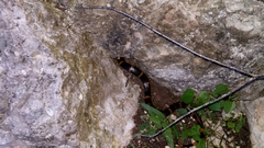 Lampropeltis abnorma