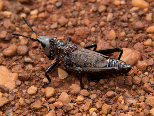 Dictyophorus griseus