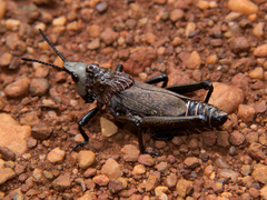 Dictyophorus griseus