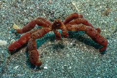 Achaeus japonicus