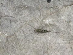 Petrobius brevistylis