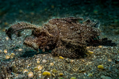 Pteroidichthys amboinensis