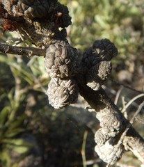 Allocasuarina pusilla