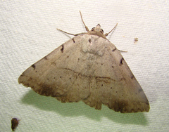 Spiloloma lunilinea