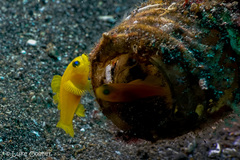 Lubricogobius exiguus