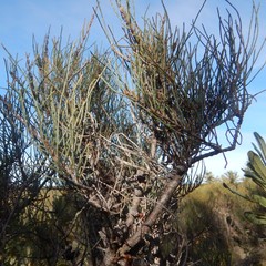 Allocasuarina pusilla