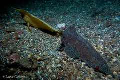 Ablabys taenianotus
