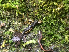 Plethodon angusticlavius
