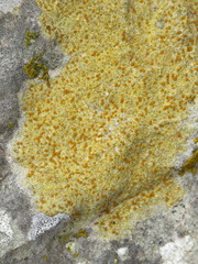 Xanthocarpia ochracea