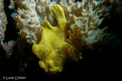 Antennarius pictus