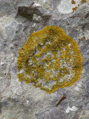 Variospora flavescens