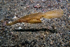 Solenostomus cyanopterus