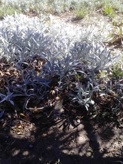 Asteraceae