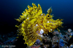 Rhinopias frondosa