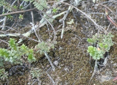 Oedera squarrosa