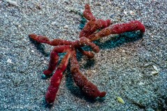 Achaeus japonicus