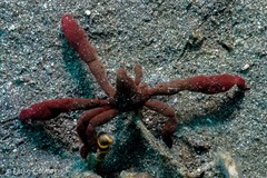 Achaeus japonicus