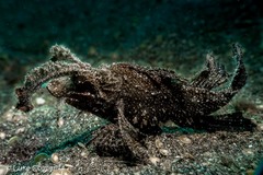 Pteroidichthys amboinensis