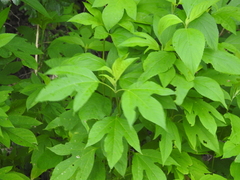 Ambrosia trifida trifida