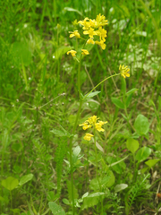Barbarea vulgaris
