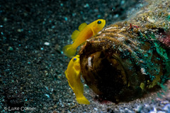 Lubricogobius exiguus