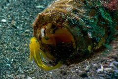 Lubricogobius exiguus