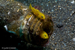Lubricogobius exiguus