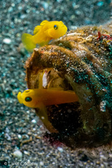 Lubricogobius exiguus