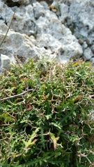 Launaea cervicornis