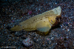 Ablabys taenianotus