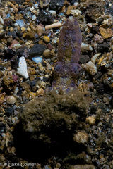 Hapalochlaena lunulata