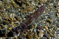 Hapalochlaena lunulata