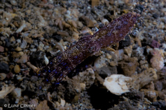 Hapalochlaena lunulata
