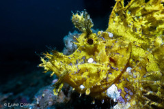Rhinopias frondosa