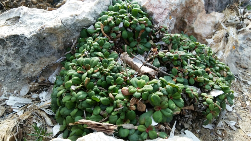 Limonium minutum