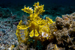 Rhinopias frondosa