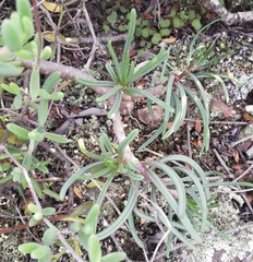 Senecio sarcoides