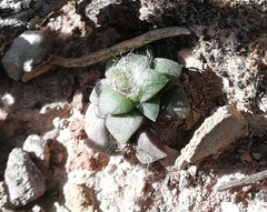 Anacampseros retusa