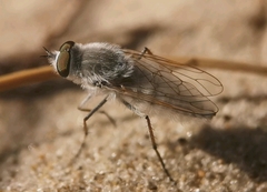 Acrosathe annulata
