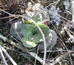 Crassula montana